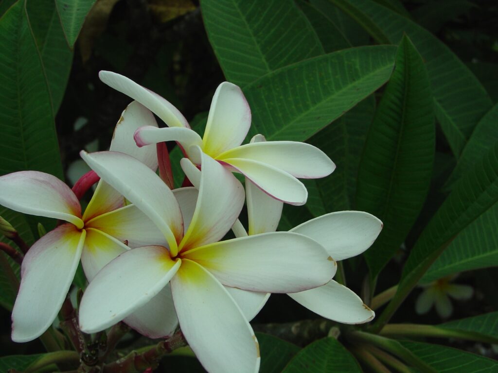 Elza plumeria photo