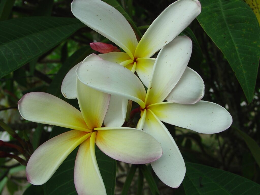 Elza plumeria photo