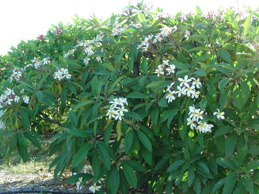 Elza plumeria photo
