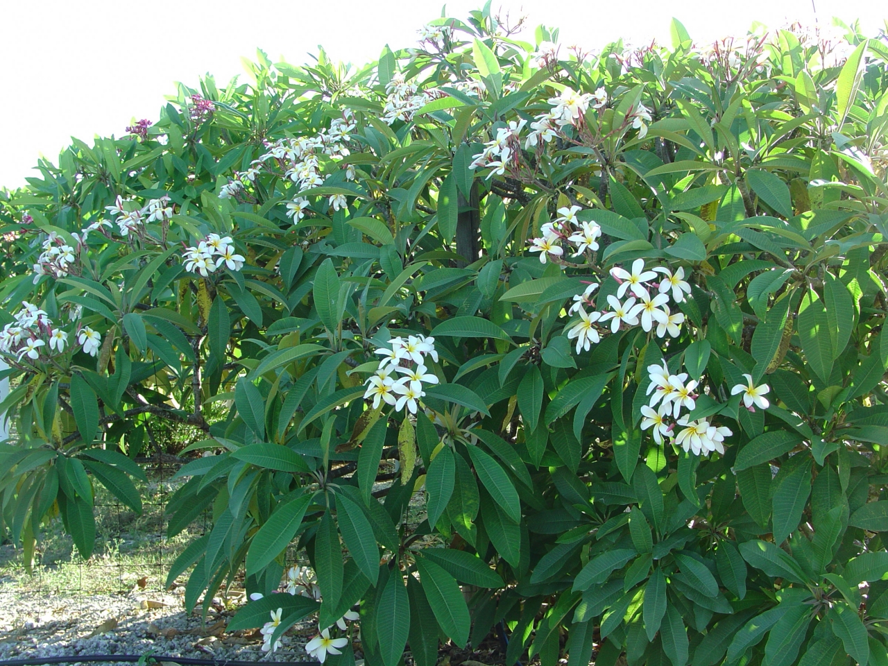 Elza plumeria photo