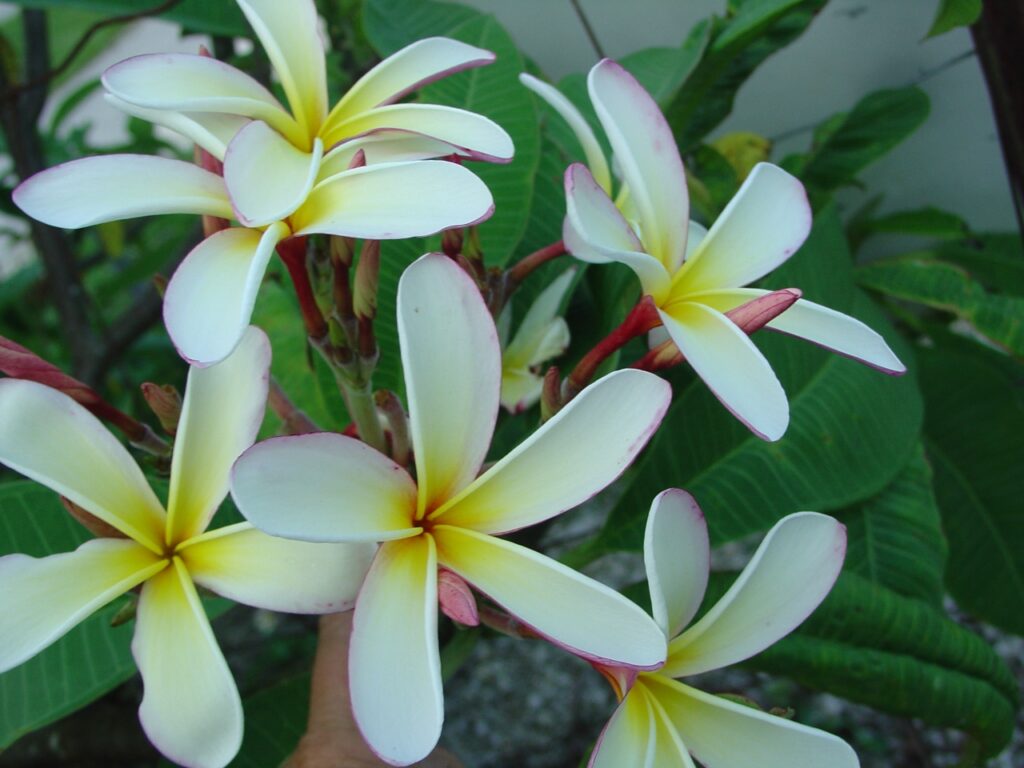 Elza plumeria photo