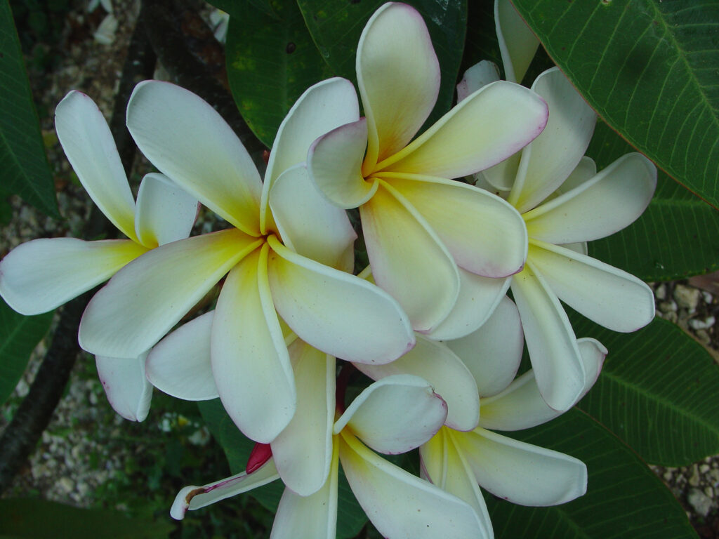 Elza plumeria photo
