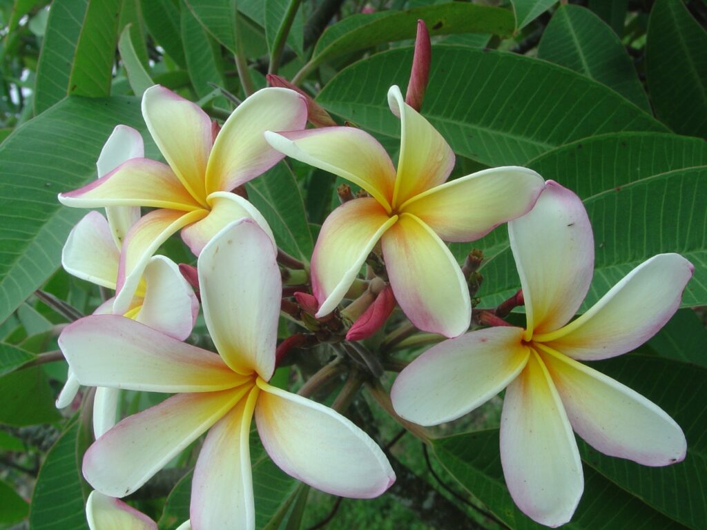 Elza plumeria photo