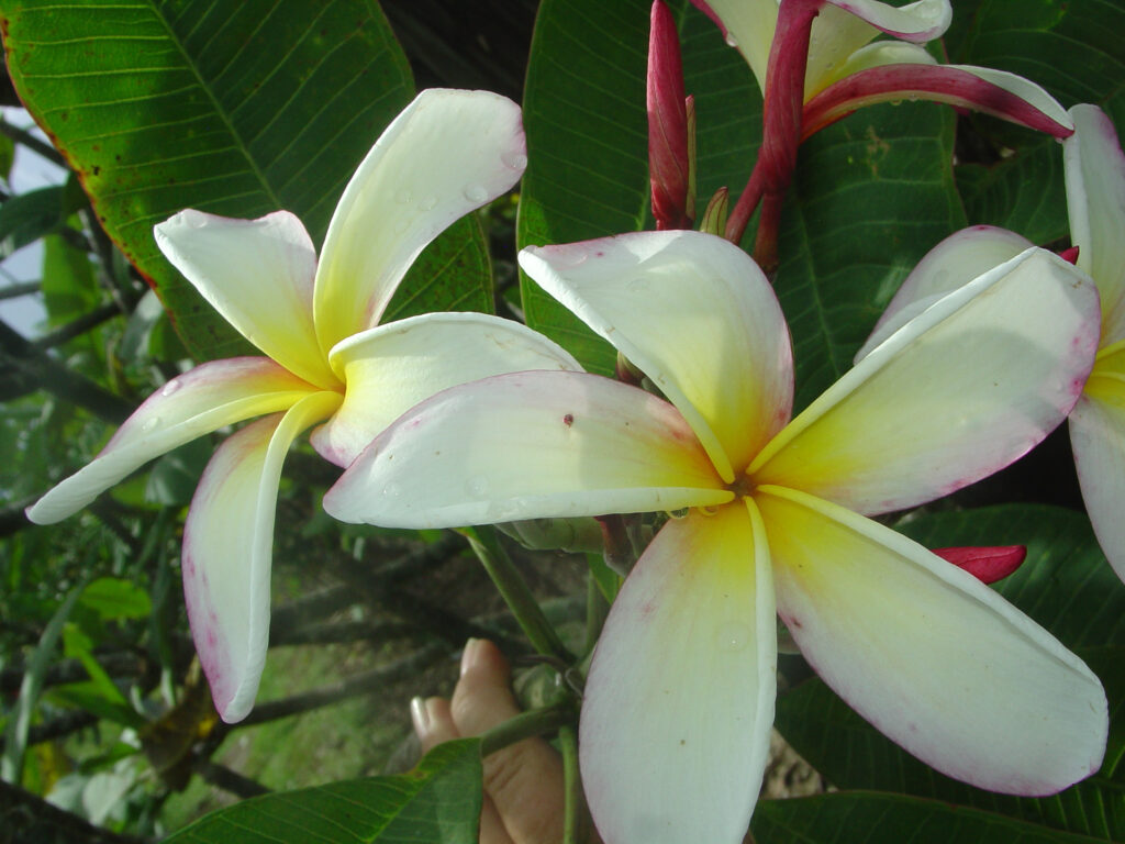 Elza plumeria photo