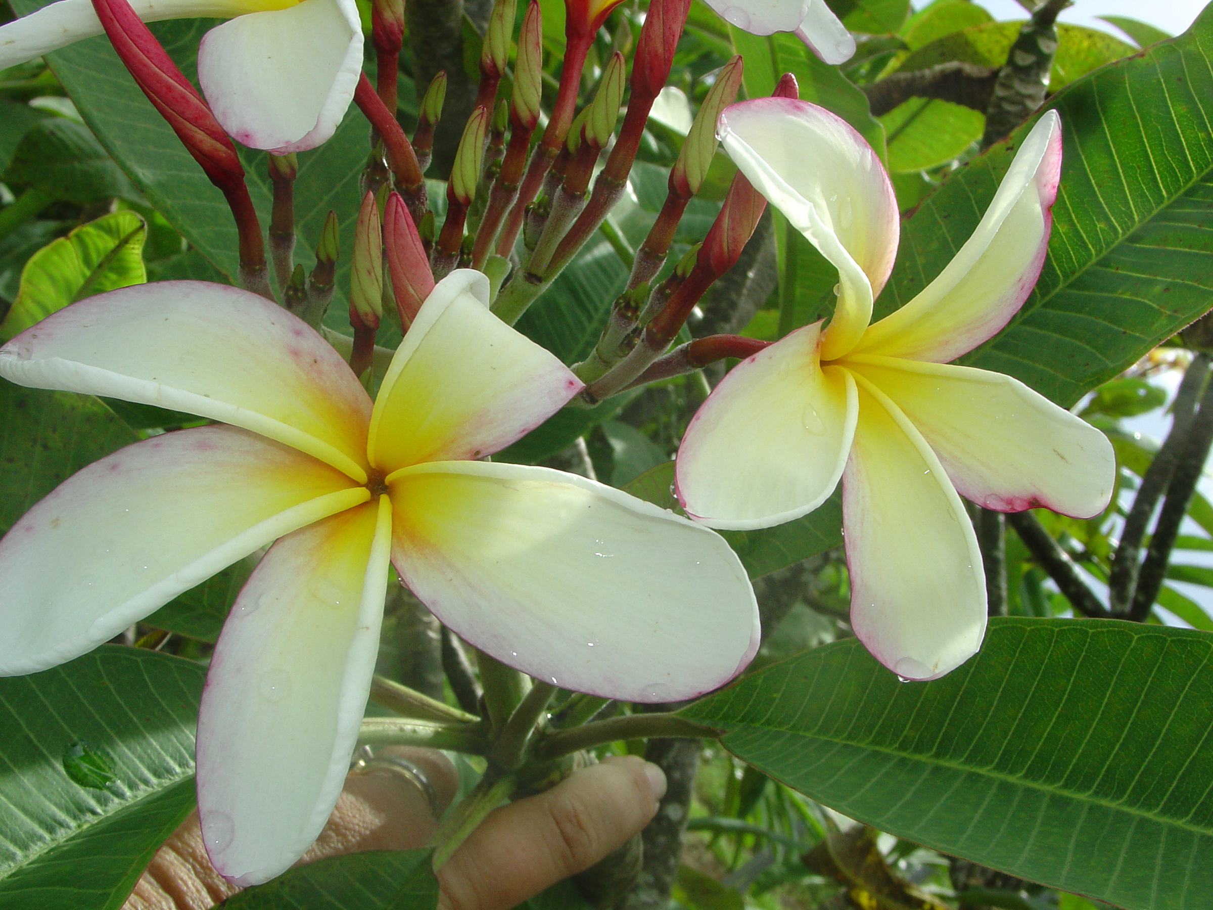 Elza plumeria photo by Tex Norwood
