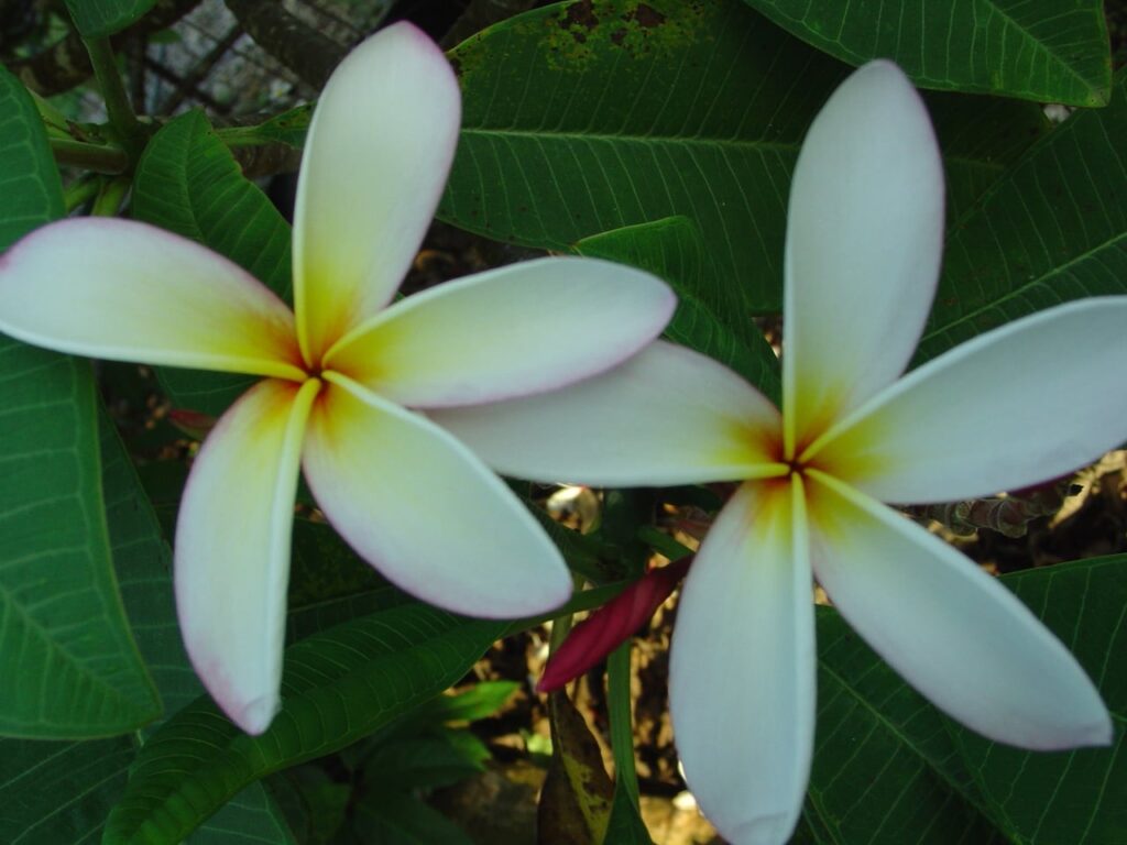 Elza plumeria photo