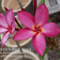 Emerson's Pink Nova photo preview