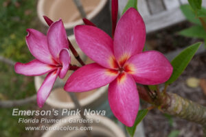 Emerson&rsquo;s Pink Nova plumeria