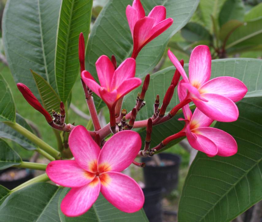 Emerson’s Pink Nova plumeria photo
