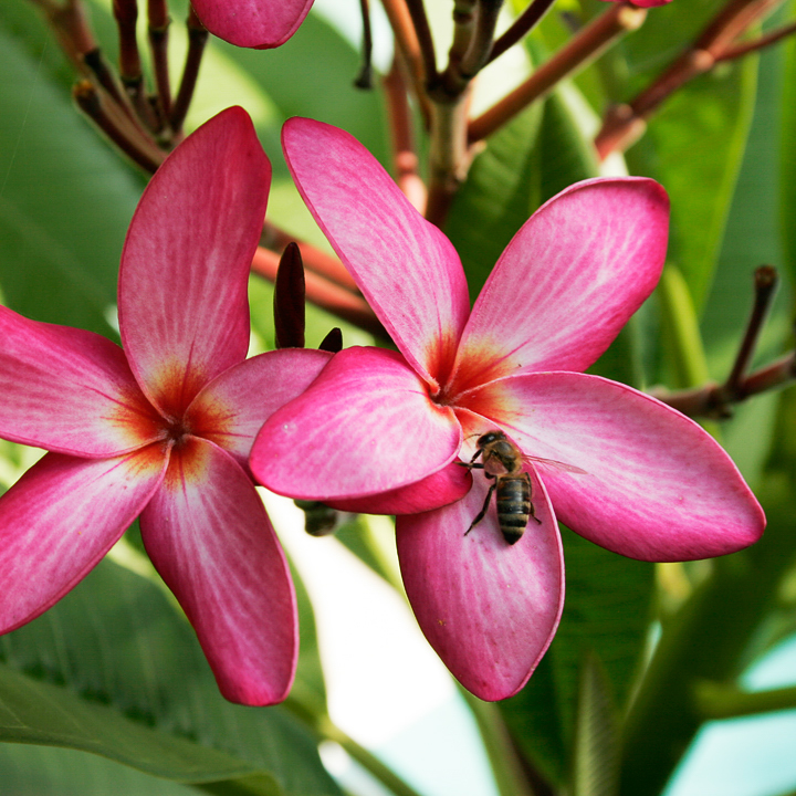 Emerson’s Pink Nova plumeria photo