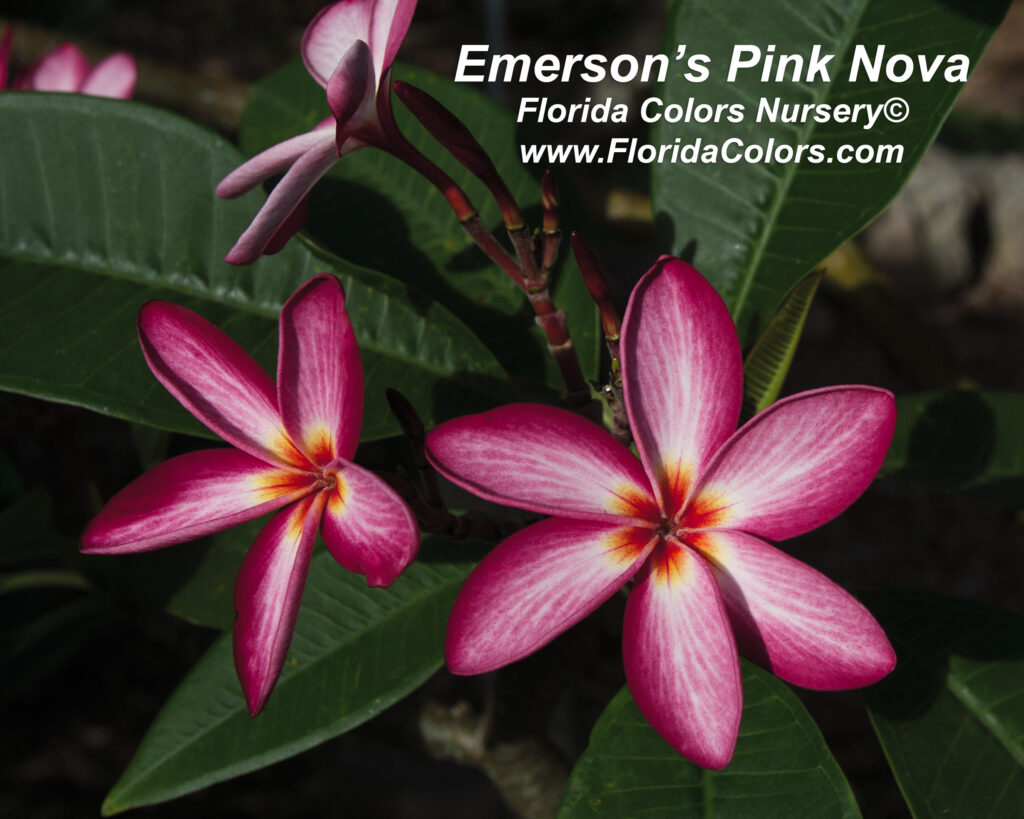 Emerson’s Pink Nova plumeria photo