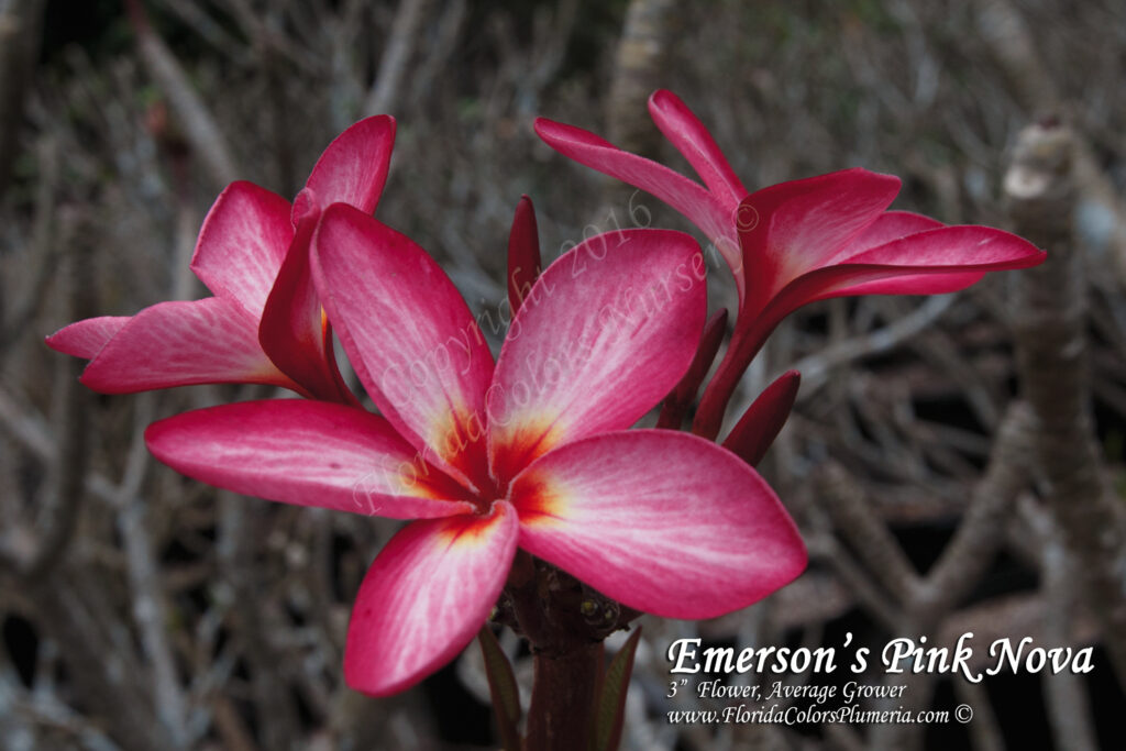 Emerson’s Pink Nova plumeria photo