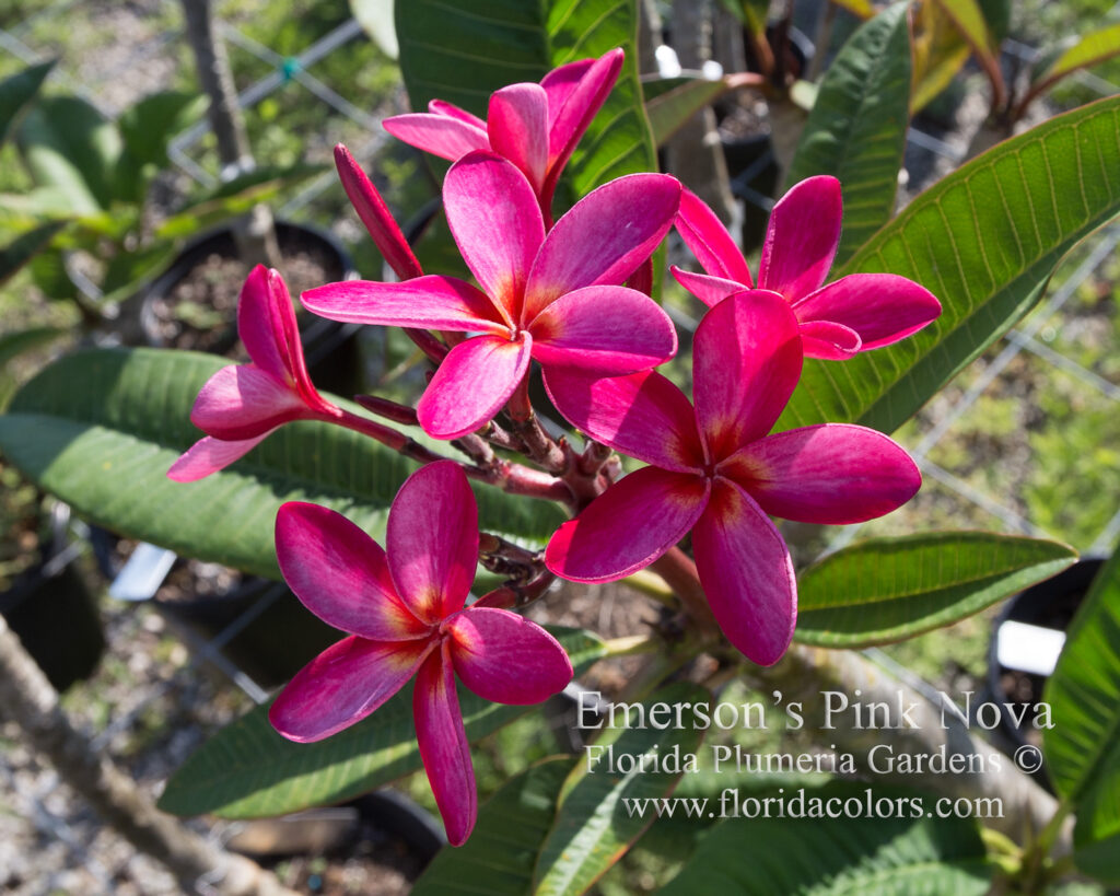 Emerson’s Pink Nova plumeria photo