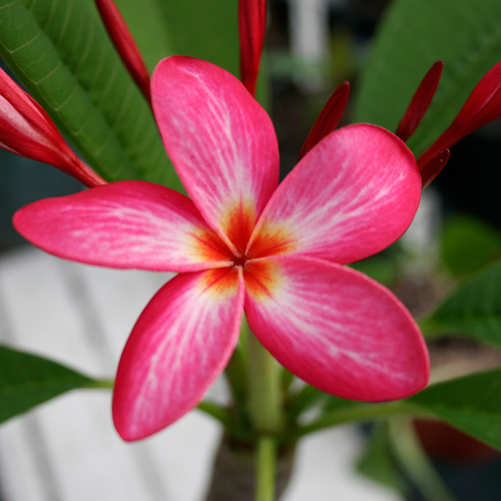 Emerson’s Pink Nova plumeria photo