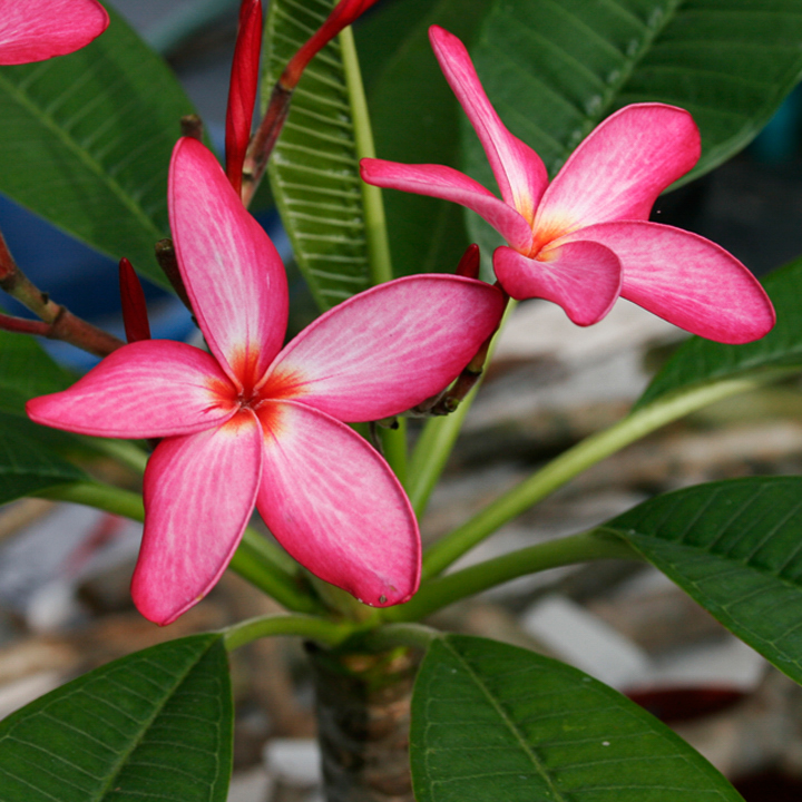 Emerson’s Pink Nova plumeria photo