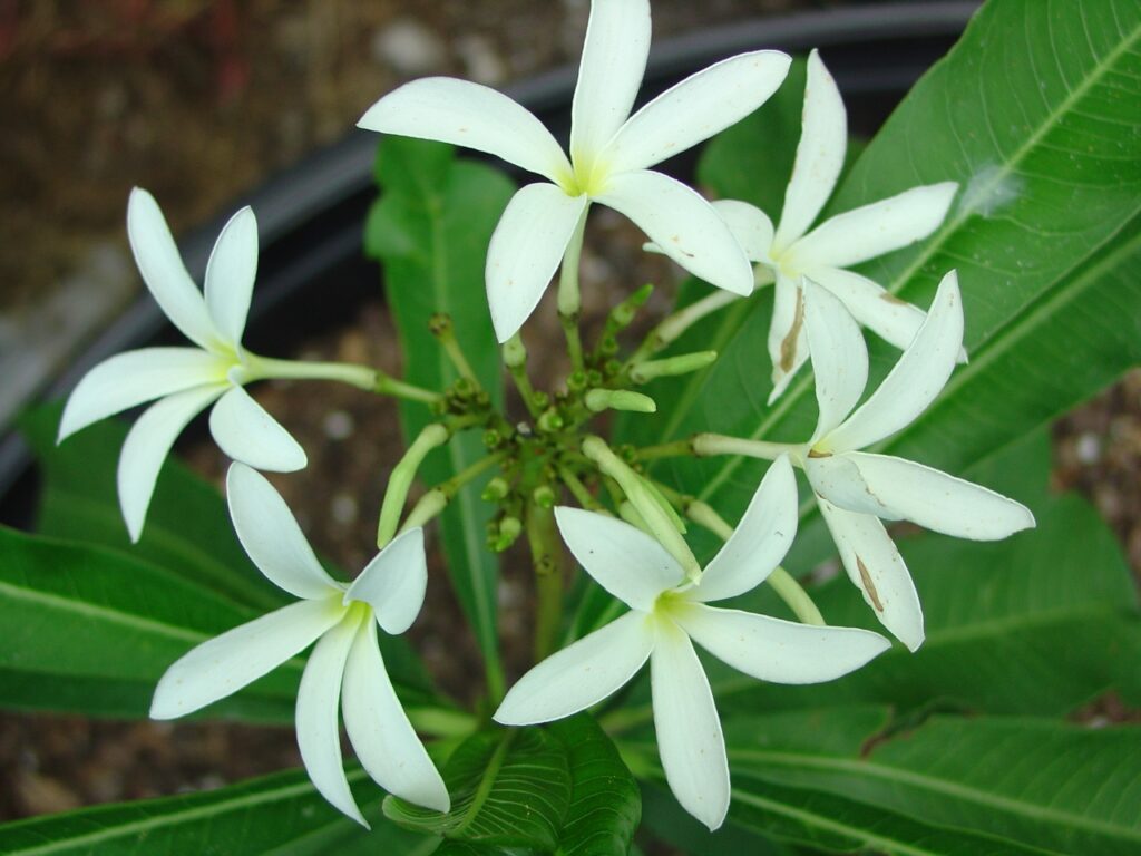 Engel plumeria photo