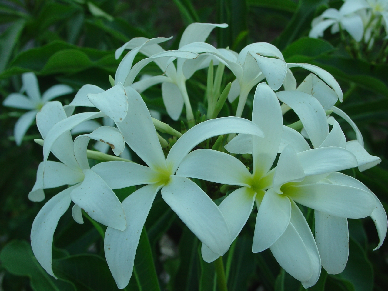 Engel plumeria photo