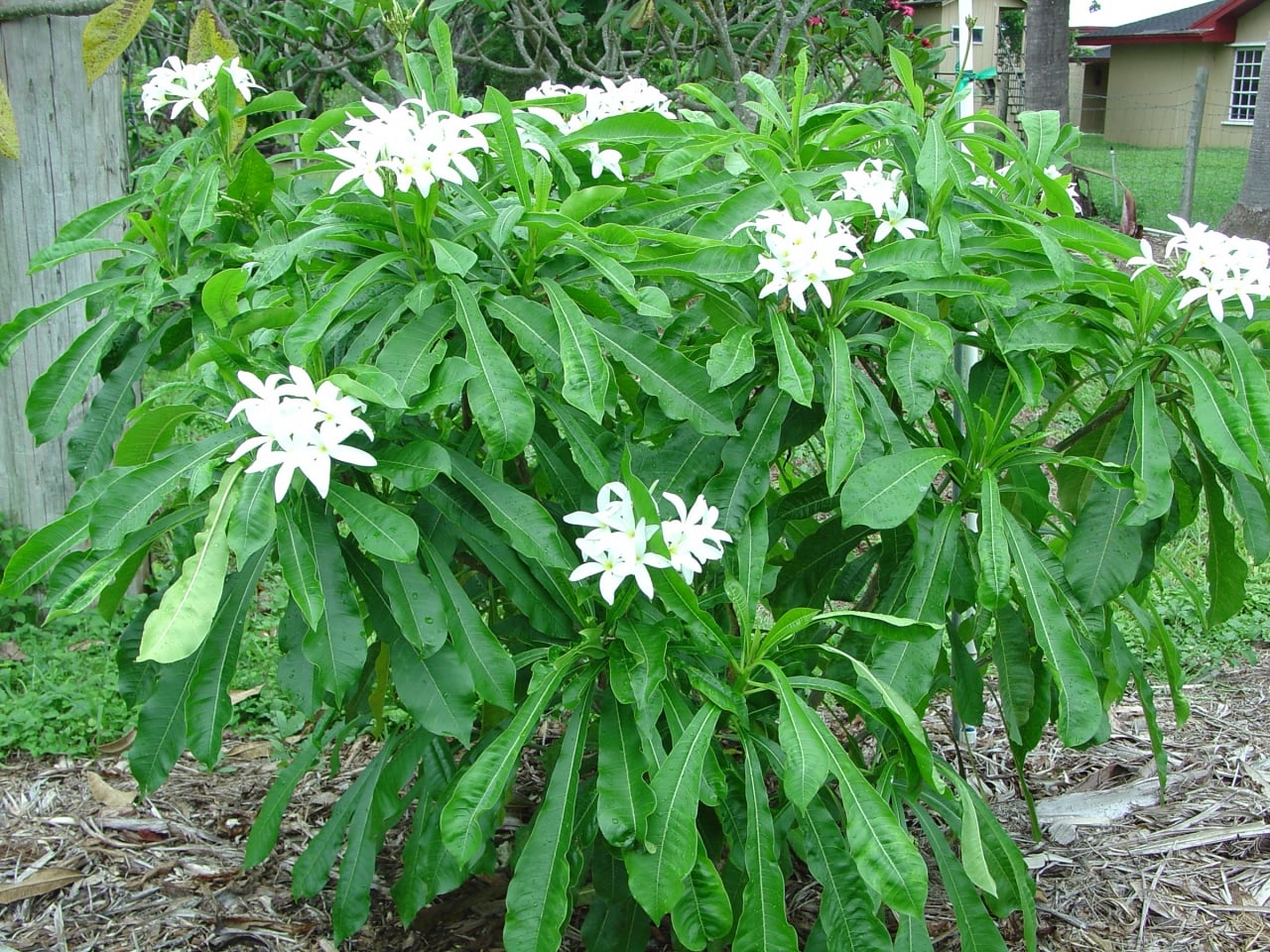 Engel plumeria photo