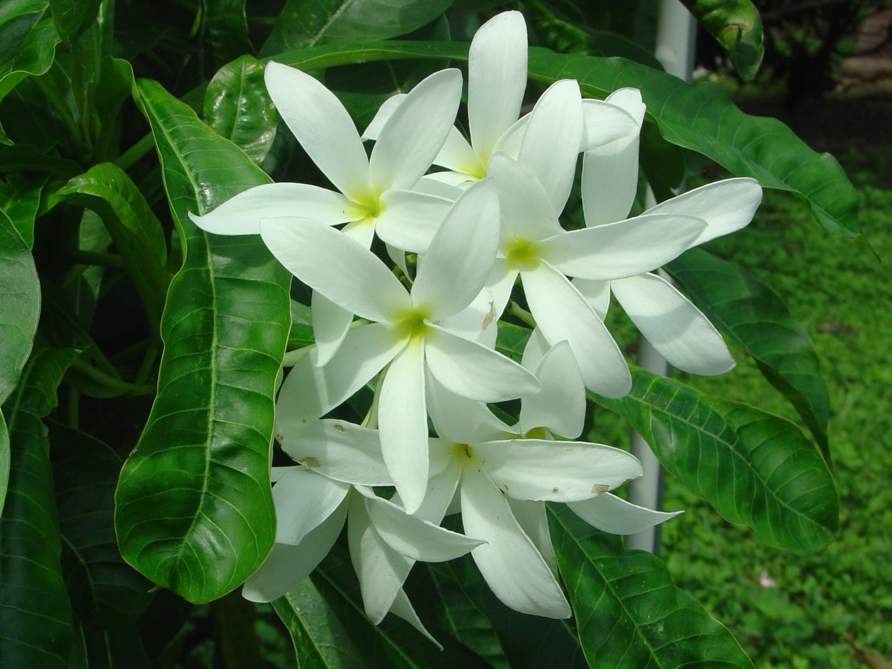 Engel plumeria photo