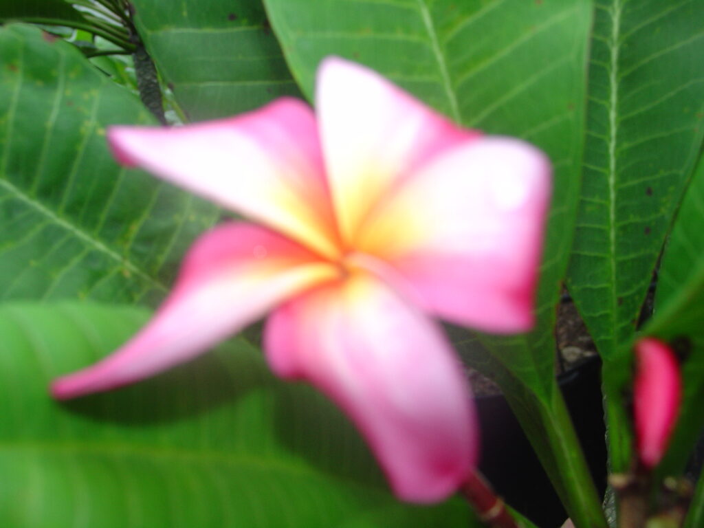Englewood plumeria photo