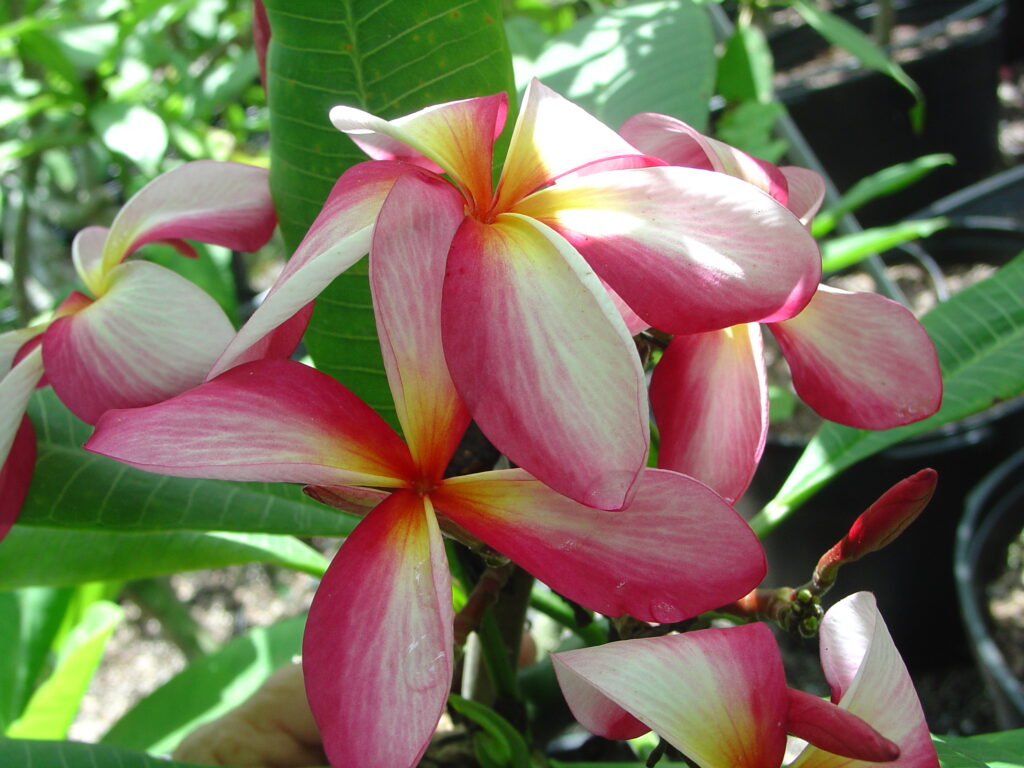 Englewood plumeria photo