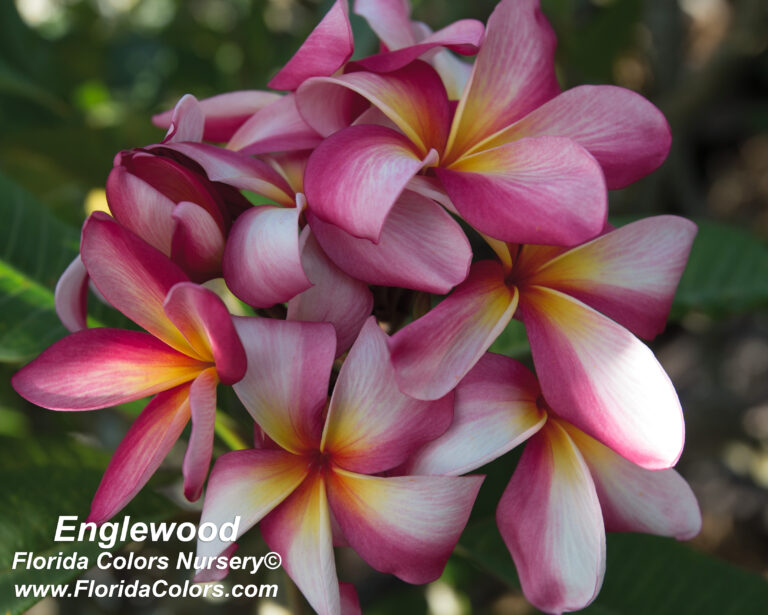 Englewood plumeria photo