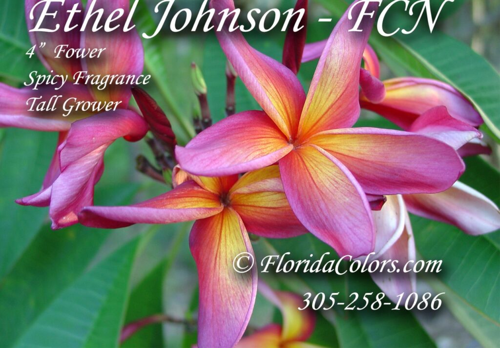 Ethel Johnson plumeria photo