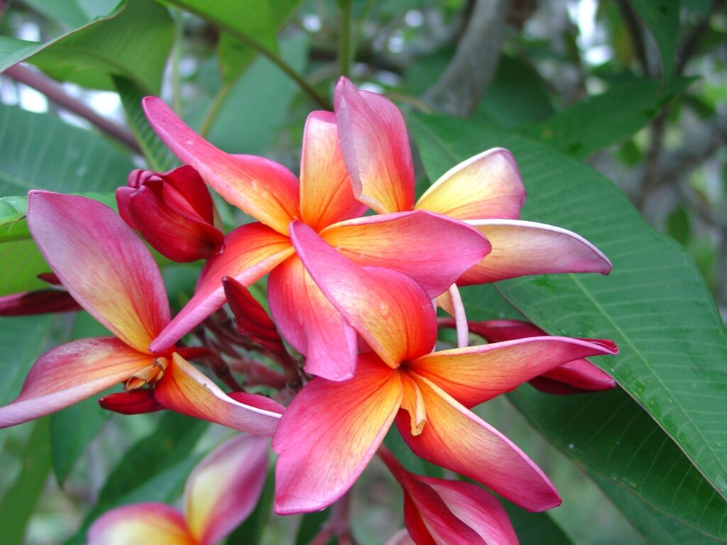 Ethel Johnson plumeria photo