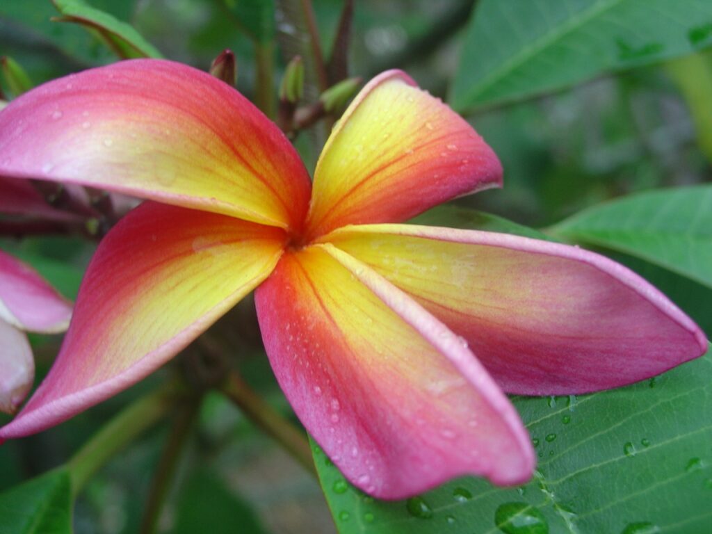 Ethel Johnson plumeria photo