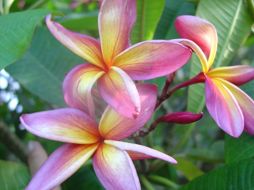 Ethel Johnson plumeria photo
