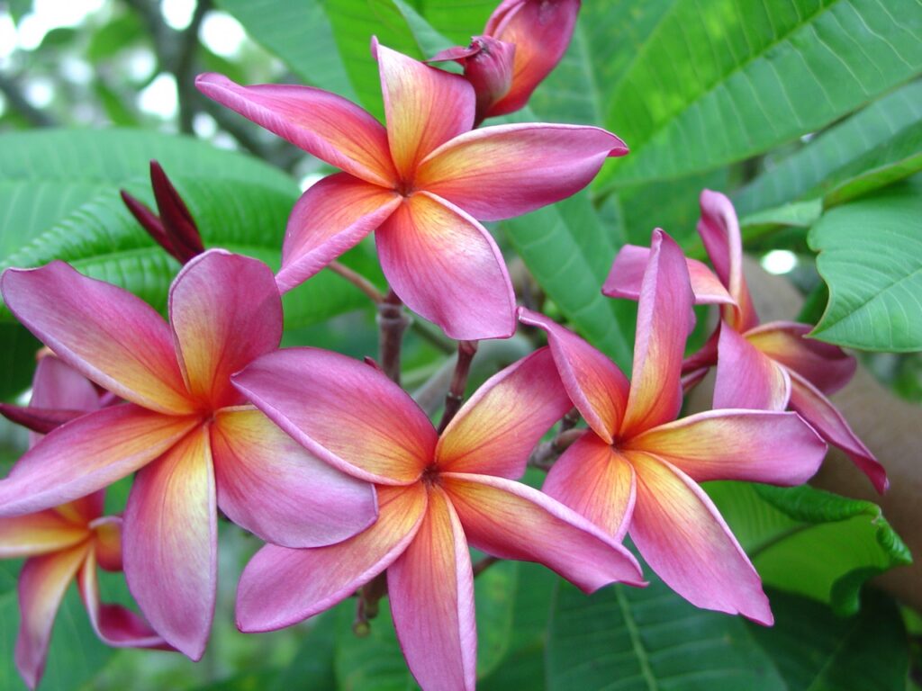 Ethel Johnson plumeria photo