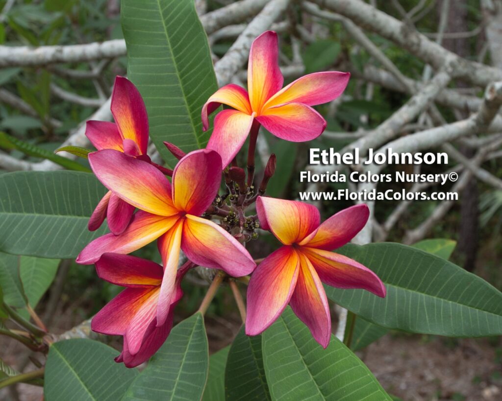 Ethel Johnson plumeria photo
