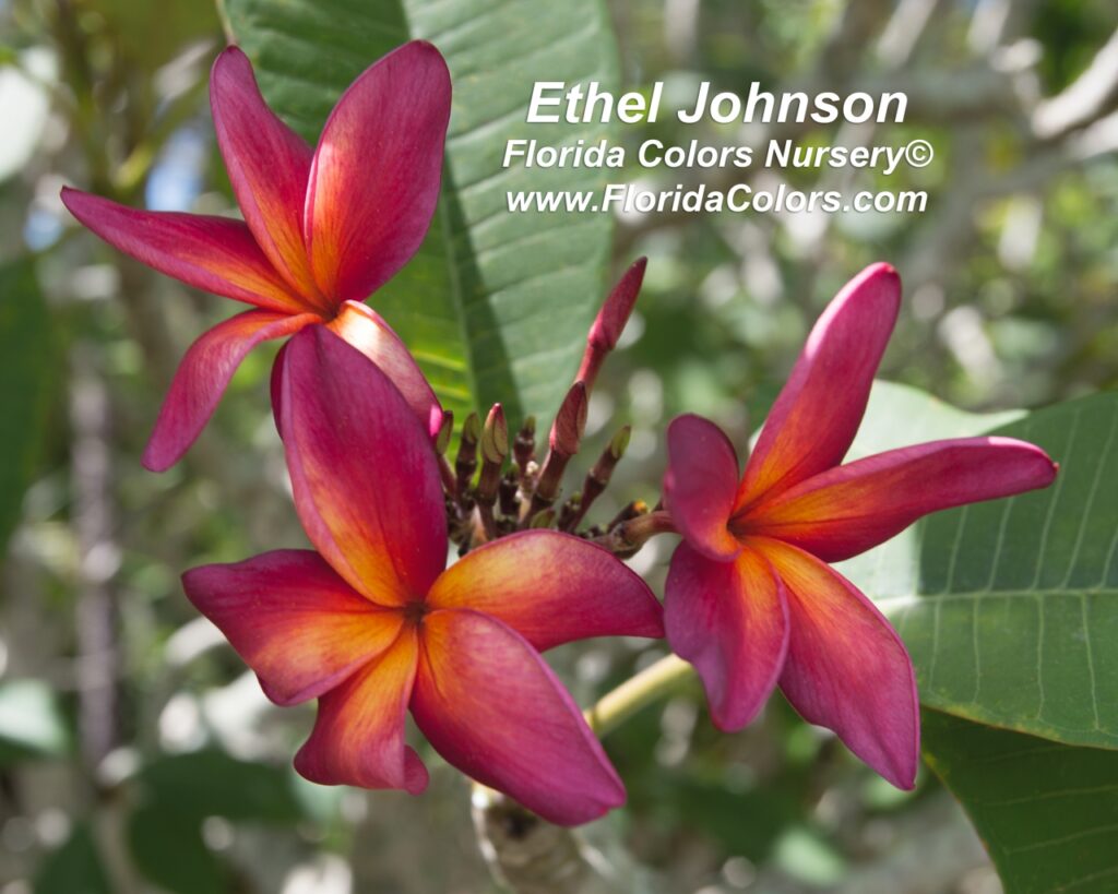 Ethel Johnson plumeria photo