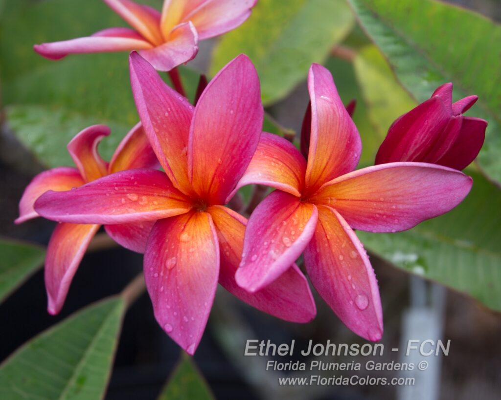 Ethel Johnson plumeria photo