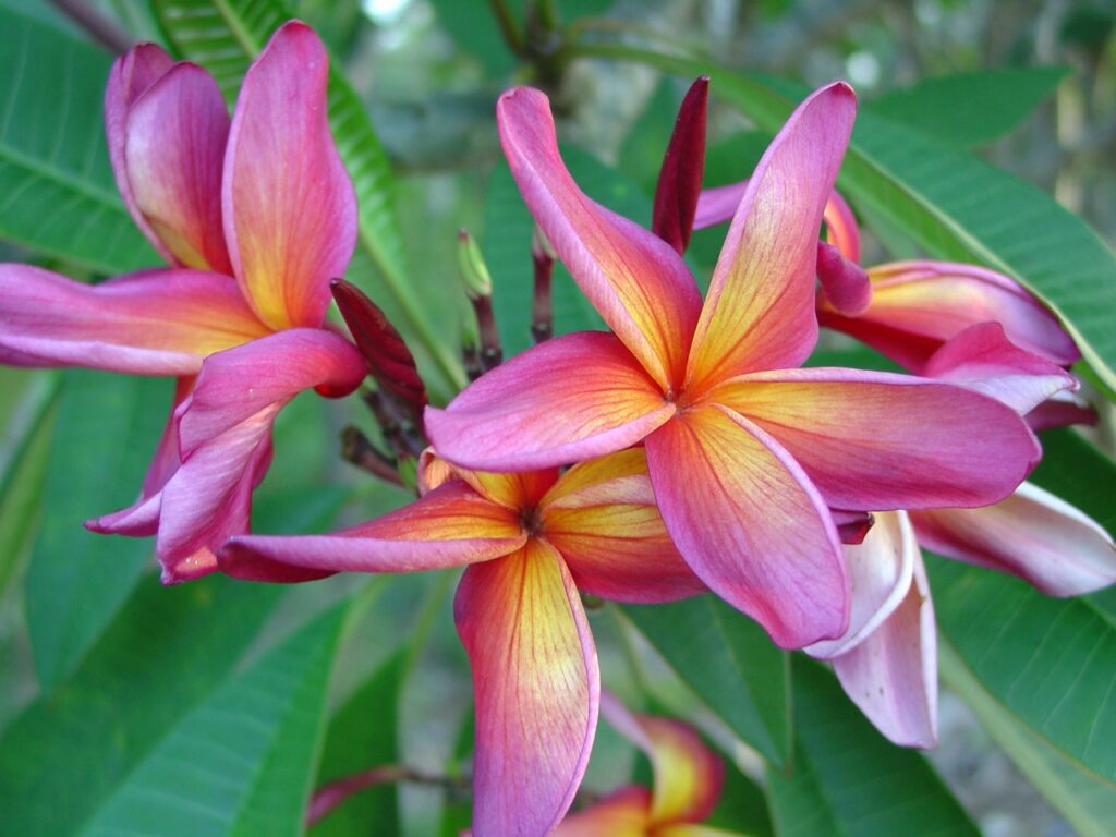 Ethel Johnson plumeria photo