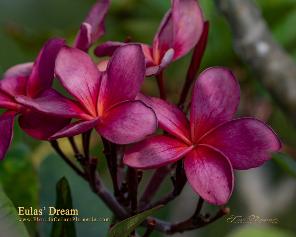 Passion plumeria photo