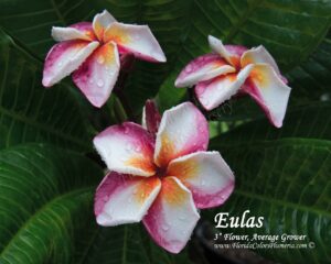 Eulas plumeria photo
