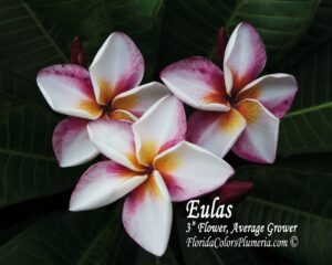 Eulas plumeria photo