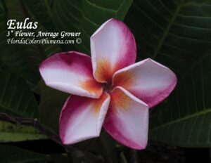 Eulas plumeria photo