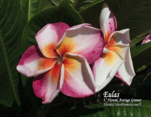 Eulas plumeria photo