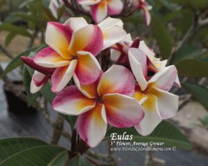 Eulas plumeria photo