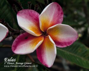 Eulas plumeria photo
