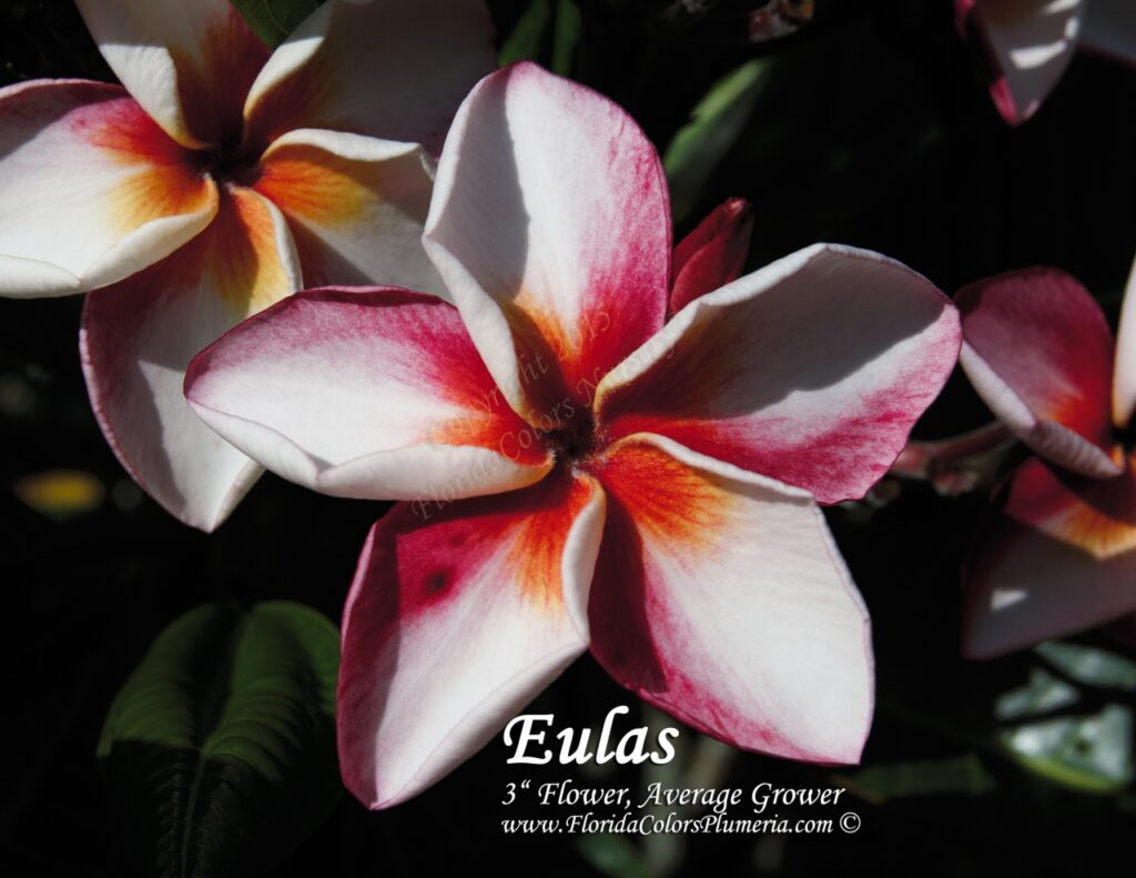 Eulas plumeria photo