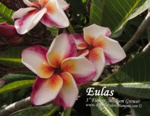 Eulas plumeria photo