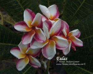 Eulas plumeria photo