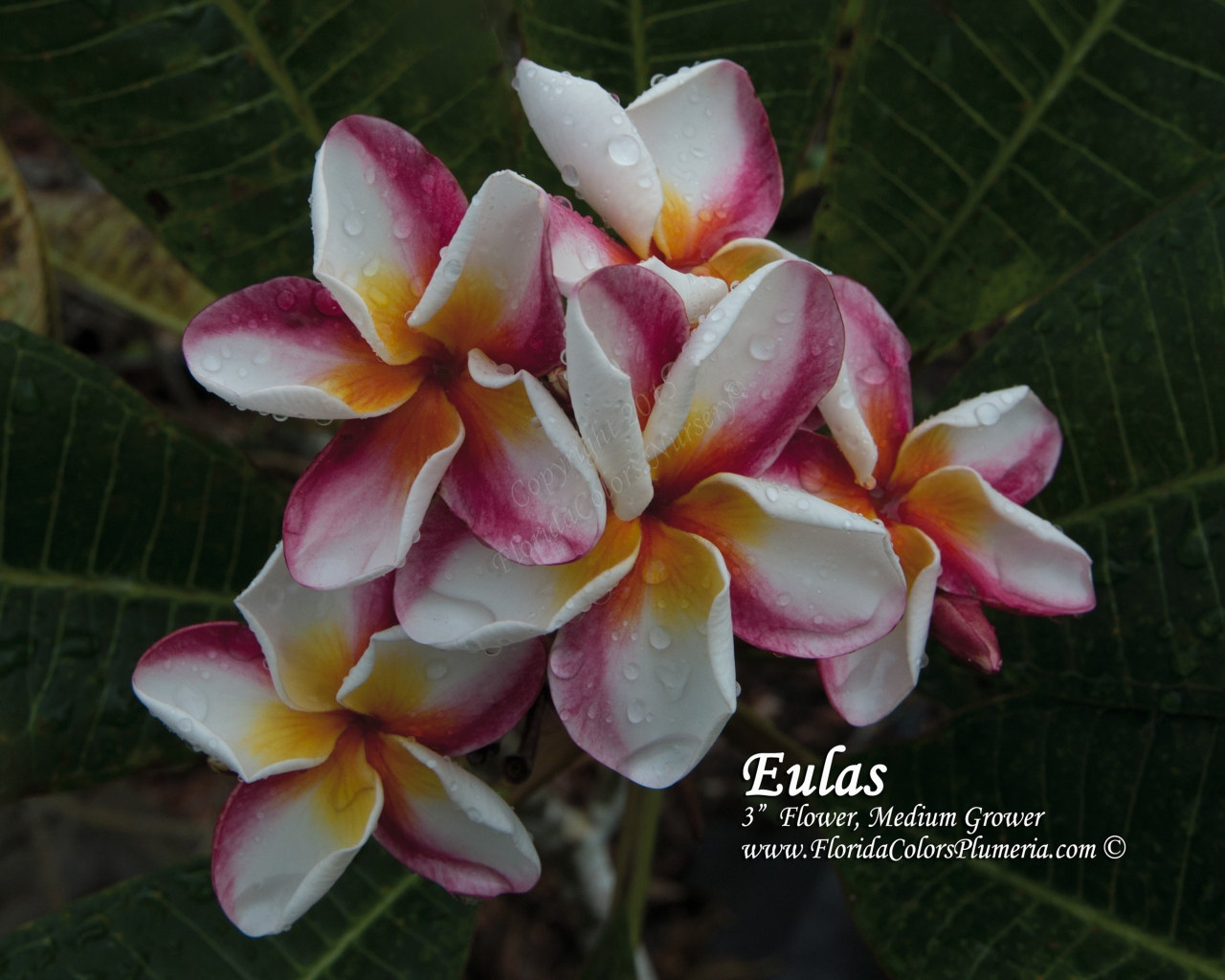 Eulas plumeria photo