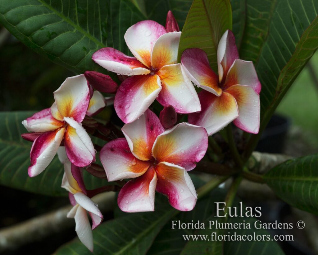 Eulas plumeria photo