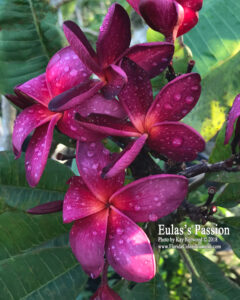 Passion plumeria photo