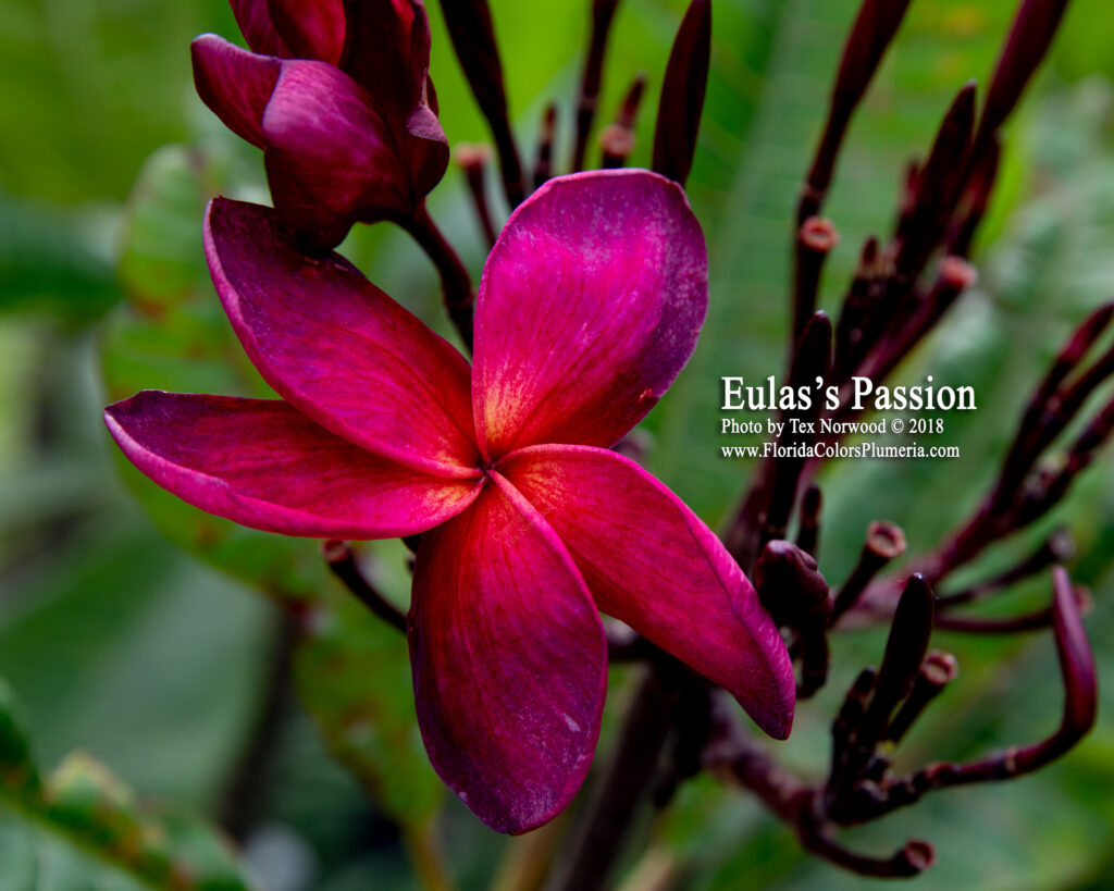 Passion plumeria photo