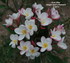 Ever After thumbnail